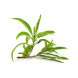 Blumea balsamifera