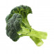 Brassica oleracea