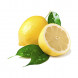 Citrus limon