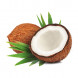 Cocos nucifera Cocos nucifera