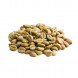 Coffea arabica