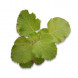 Coleus amboinicus