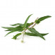 Eclipta prostrata