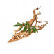 Eurycoma longifolia